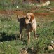 yago en el campo